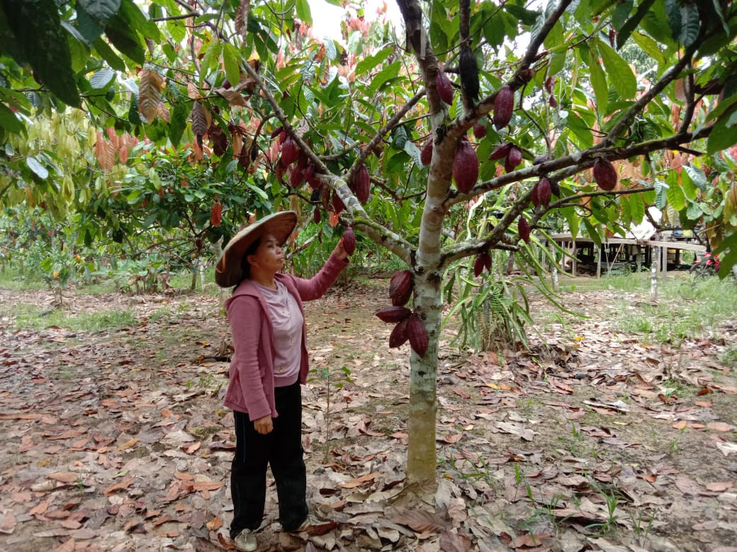 Kebun coklat, yang bisa tersisa. Foto: dokumen Yurni