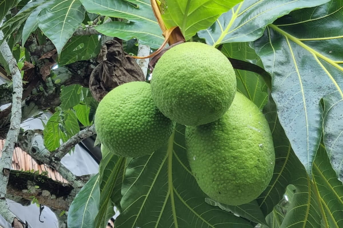 Sukun, salah satu buah yang bisa jadi sumber karbohitrat. Indonesia kata sumber pangan. Foto: Sapariah Saturi/ Mongabay Indonesia