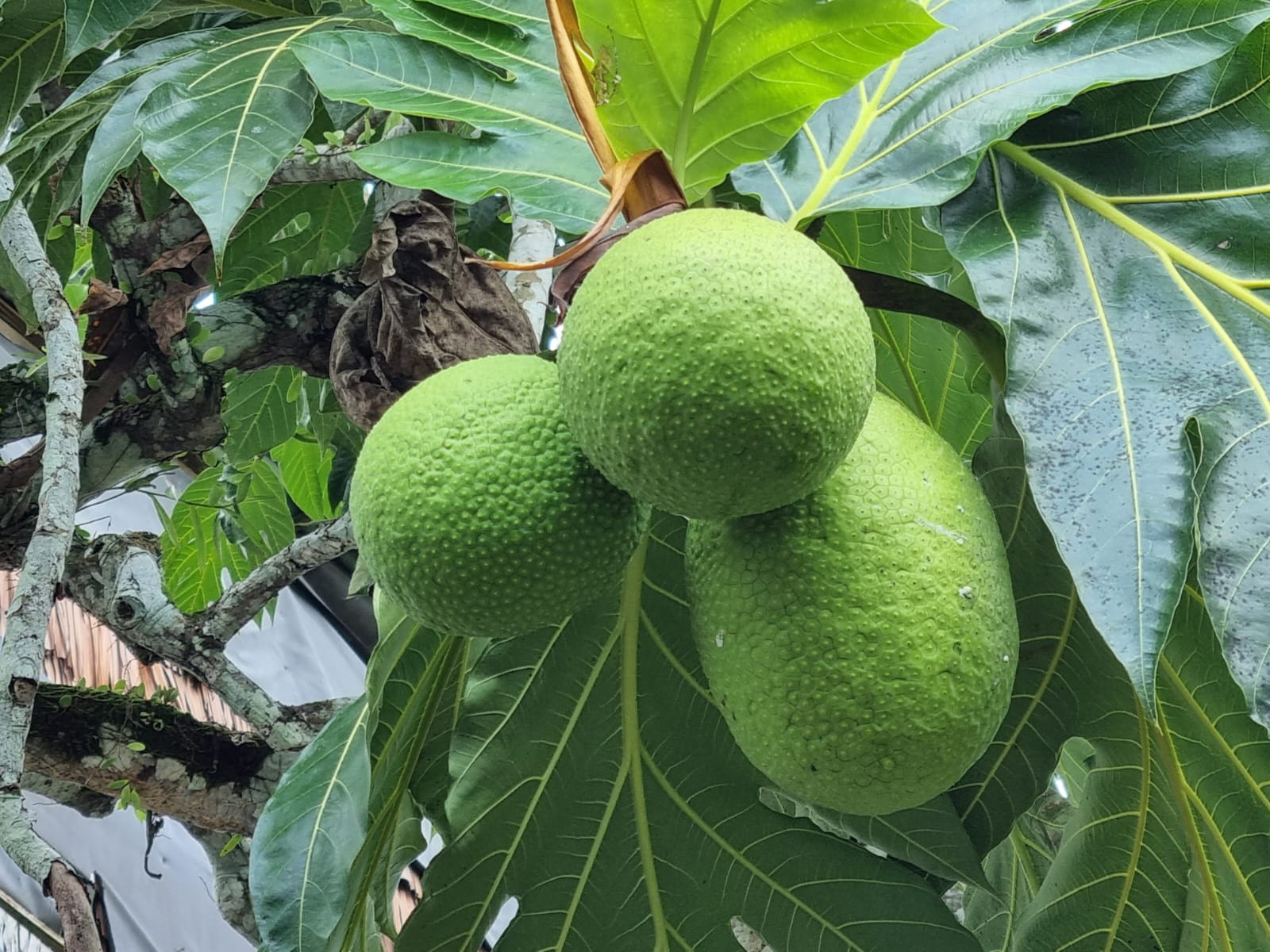 Sukun, salah satu buah yang bisa jadi sumber karbohitrat. Indonesia kata sumber pangan. Foto: Sapariah Saturi/ Mongabay Indonesia