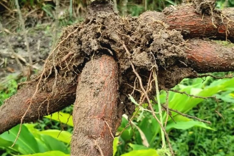 Singkong, salah satu sumber pangan yang banyak ditanam di Indonesia. Foto: Sapariah Saturi/ Mongabay Indonesia