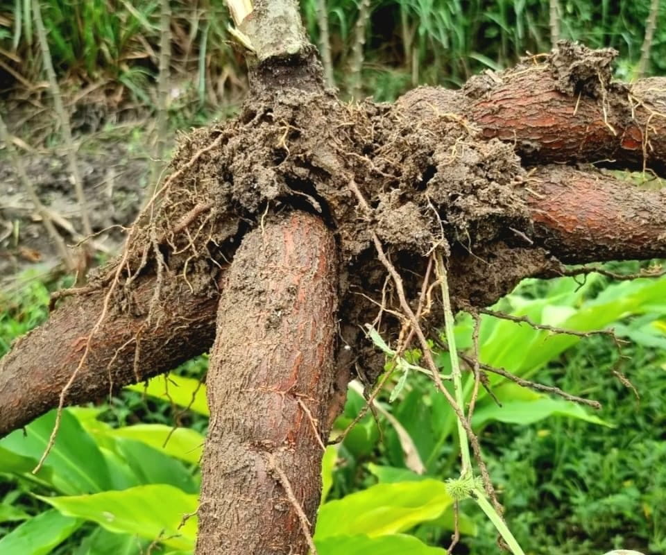 Singkong, salah satu sumber pangan yang banyak ditanam di Indonesia. Foto: Sapariah Saturi/ Mongabay Indonesia