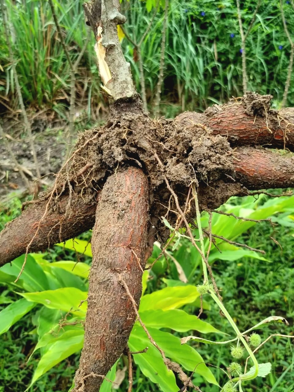 Singkong, salah satu sumber pangan yang banyak ditanam di Indonesia. Foto: Sapariah Saturi/ Mongabay Indonesia