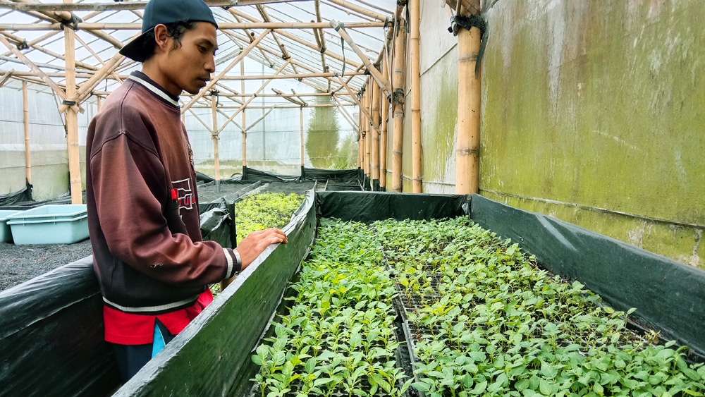 Bibit kentang lewat kultur jaringan ini hasilkan panen lebih besar karena dikembangkan dari umbi berkualitas. Foto: A. Asnawi/ Mongabay Indonesia
