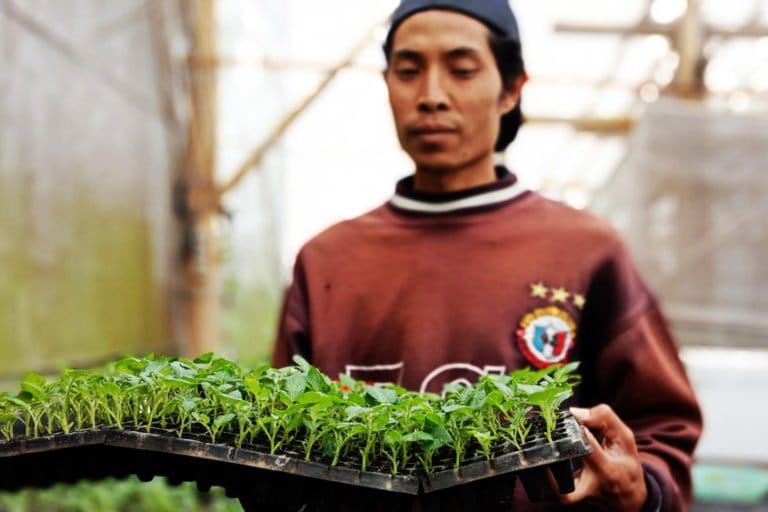 Priyono, kembangkan bibit kentang dengan setek, guna membantu penyediaaan bibit petani. Foto: A. Asnawi/ Mongabay Indonesia