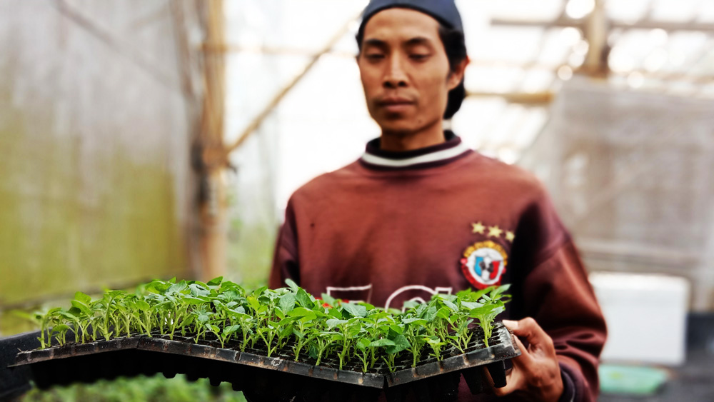 Priyono, kembangkan bibit kentang dengan setek, guna membantu penyediaaan bibit berkualitas bagi petani. Foto: A. Asnawi/ Mongabay Indonesia
