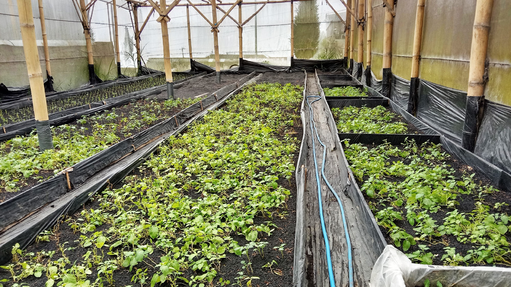 Bibit kentang dengan metode kultur jaringan. Foto: A. Asnawi/ Mongabay Indonesia