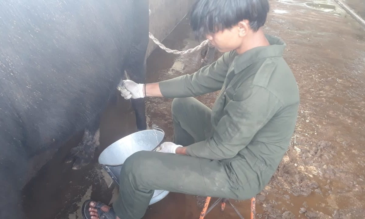 Peternakan kerbau perah di Humbang Hasundutan. Foto: Barita News Lumbanbatu/ Mongabay Indonesia