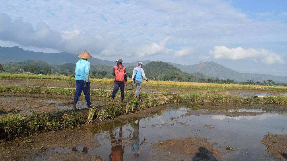 Hidup warga sudah nyaman dengan bertani dan berkebun. Mereka resah kala mendengar mau ada pertambangan emas masuk. Foto: A. Asnawi/ Mongabay Indonesia
