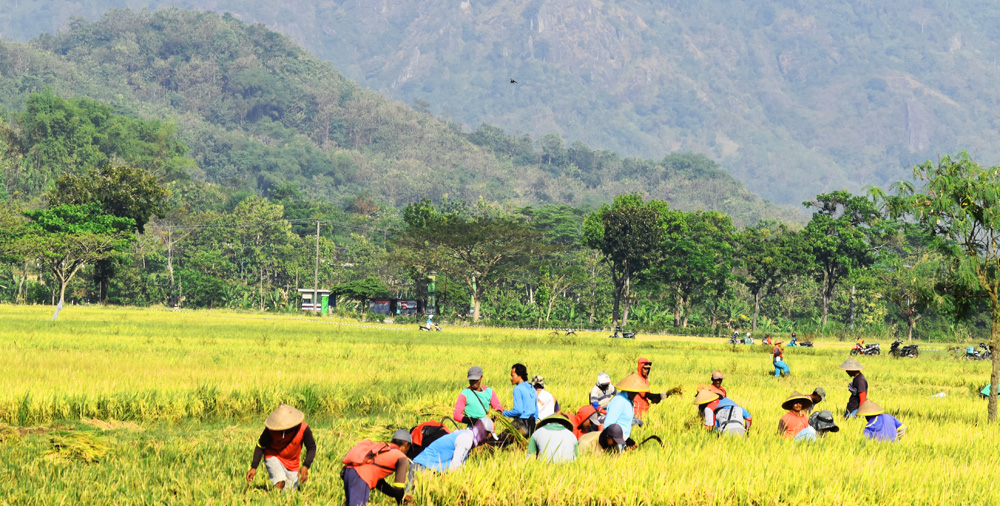 Lahan pertanian begini subur di Wonogiri, akan jadi area pertambangan emas? Foto: A. Asnawi/ Mongabay Indonesia