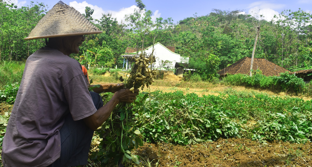 Warga Wonogiri hidup dari pertanian dan perkebunan. Mereka resah akan ada tambang emas masuk. Foto: A. Asnawi/ Mongabay Indonesia