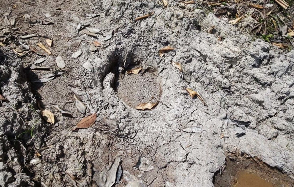 Jejak kaki gajah Sumatera di area bukaan baru PT Arara Abadi. Foto: Eyst on The Forest