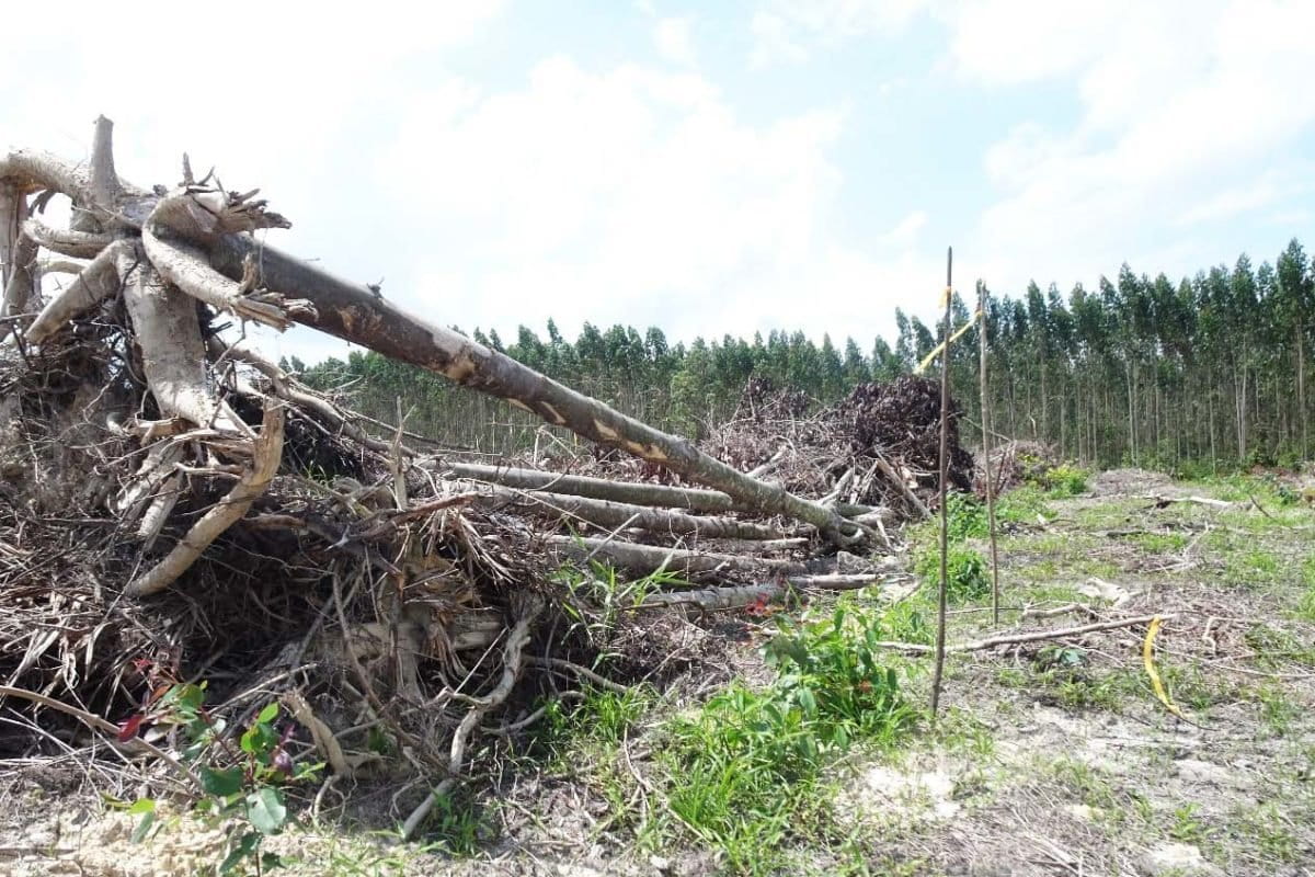 Temuan EoF mengenai pepohonan yang dirobohkan di konsesi PT Arara Abadi. Foto: Eyes on The Forest