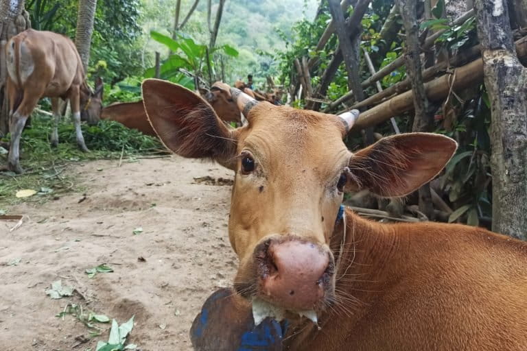 Sapi terkena penyakit mulut dan kuku (PMK) di Desa Taman Baru, Kecamatan Sekotong, Lombok Barat, Nusa Tenggara Barat yang sudah berangsur sembuh. Menurut para peternak belasan sapi terserang PMK. Foto: Mongabay Indonesia/Fathul Rakhman