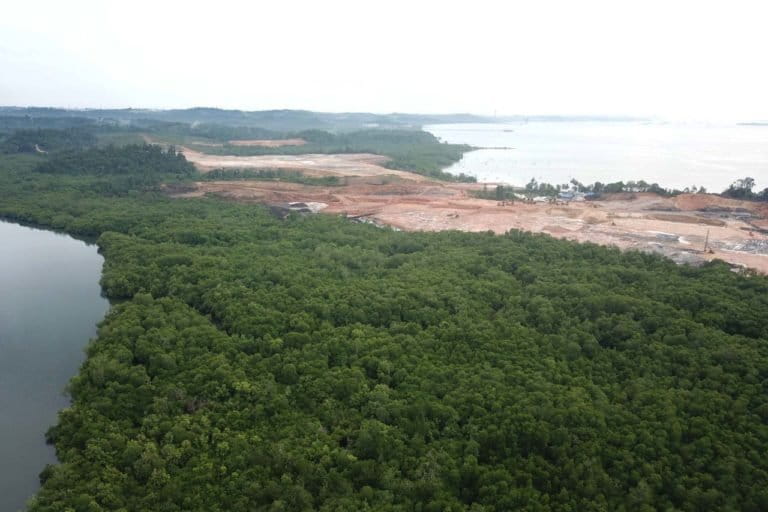 Hutan mangrove dengan tutup rapat di Teluk Balikpapan ini terbabat ilegal oleh PT MMP. Foto: Richaldo H/ Mongabay Indonesia