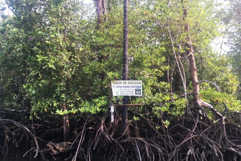Hutan mangrove di Teluk Balikpapan, yang sudah kena patok-patok sebagai area perusahaan. Foto: Richaldo Hariandja/Mongabay Indonesia