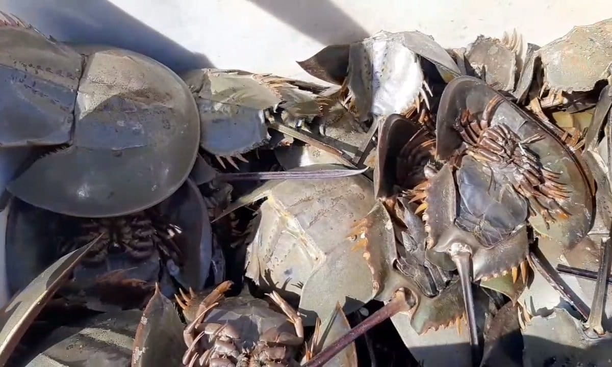 Belangkas sitaan Polda Sumut. Foto: Ayat S Karokaro/ Mongabay Indonesia