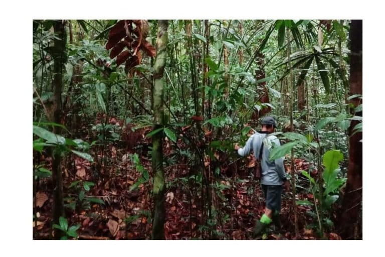 Rimba Roga Babi, di Desa Mondi, masih rapat dengan beragam keragaman hayati, antara lahir beragam jenis rotan. Foto: Siti Salbiayh/ Mongabay Indonesia