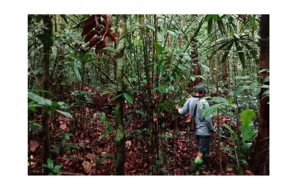 Rimba Roga Babi, di Desa Mondi, masih rapat dengan beragam keragaman hayati, antara lahir beragam jenis rotan. Foto: Siti Salbiayh/ Mongabay Indonesia
