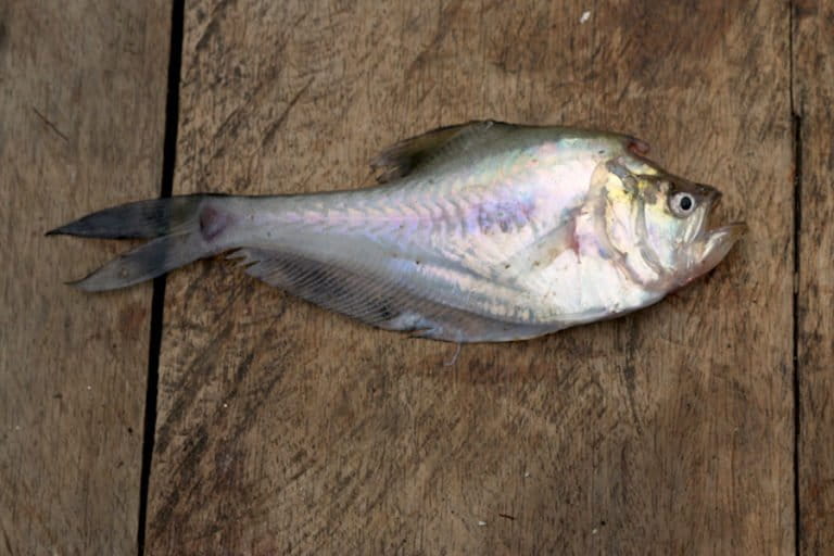 Ikan Kaca: Ikan Aneh dari Papua yang Jantan Mengerami Telur di Kepalanya