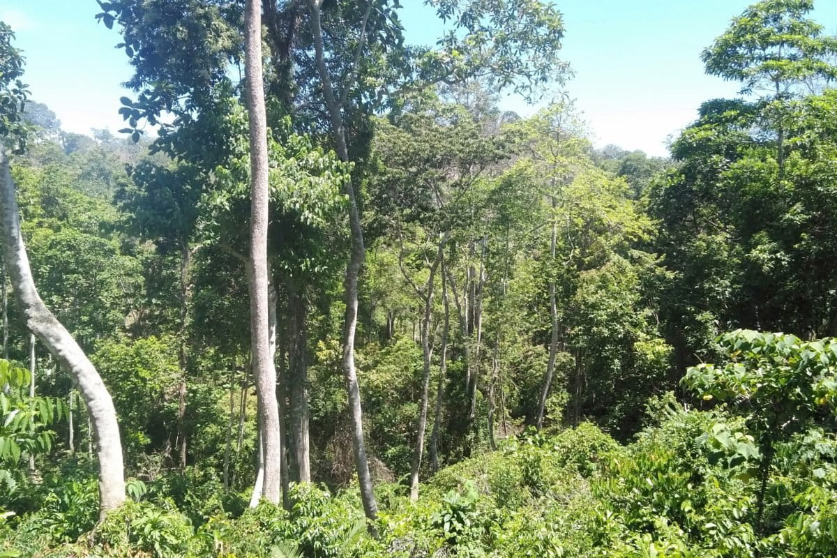 Kawasan hutan lindung Sendiki, Tambakrejo, Sumbermanjing Wetan, Kabupaten Malang yang masih terjaga. Foto: Eko Widianto/ Mongabay Indonesia