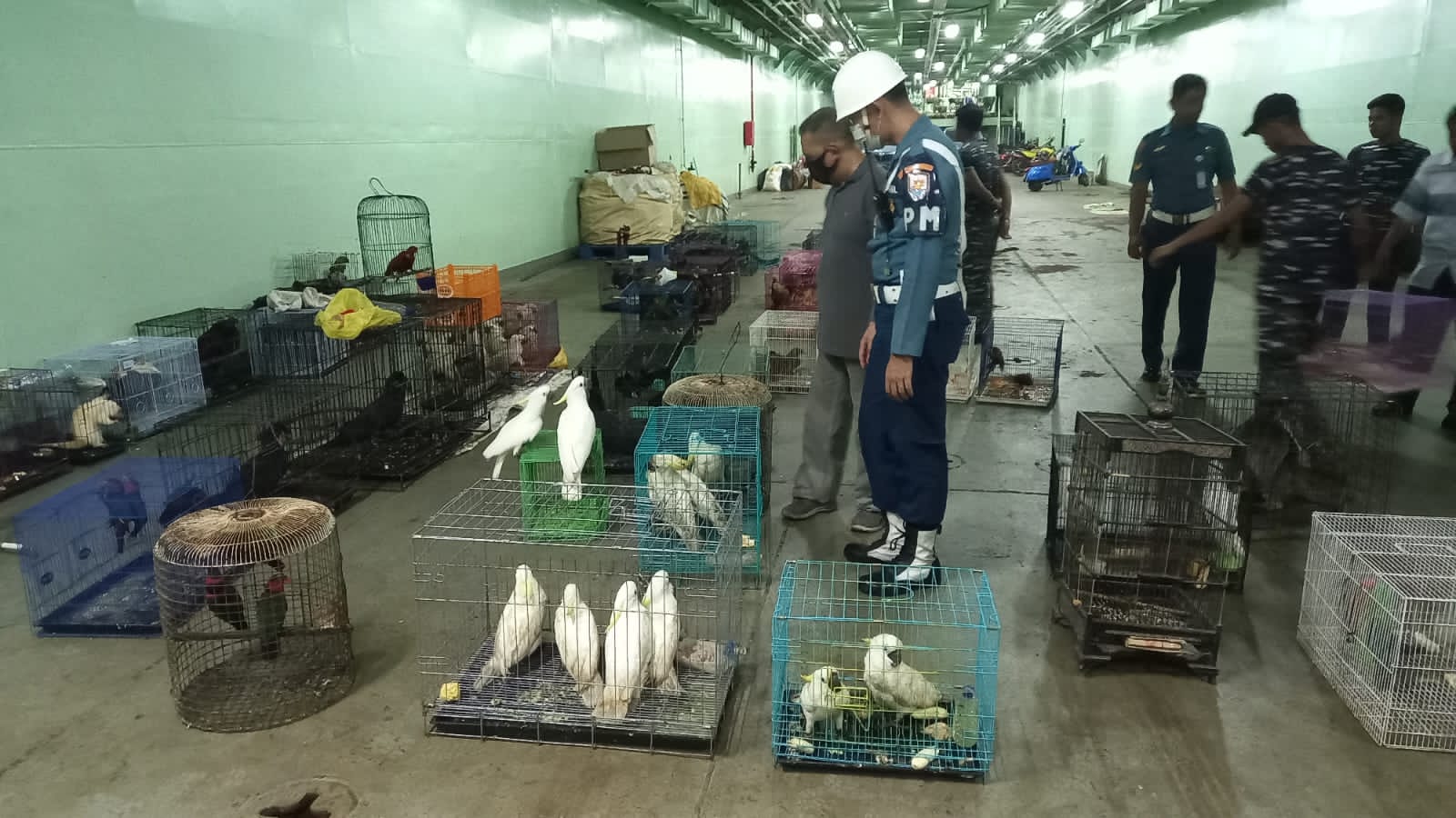 Sekitar 140 paruh bengkok Papua sitaan dari kapal perang TNI AL. Fto: Tim kolaborasi