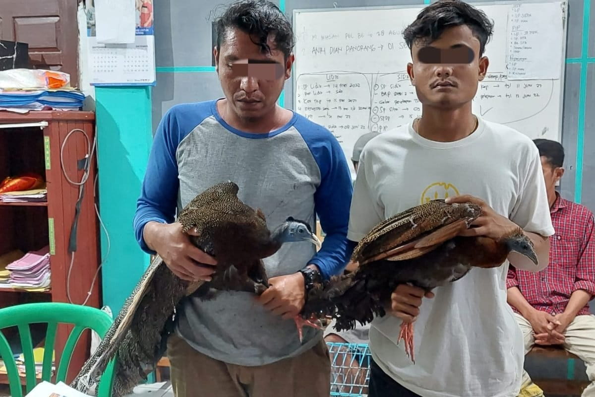 Dua pemburu burung di Sumbar yang diamankan petugas. Foto: Vinolia/ Mongabay Indonesia 