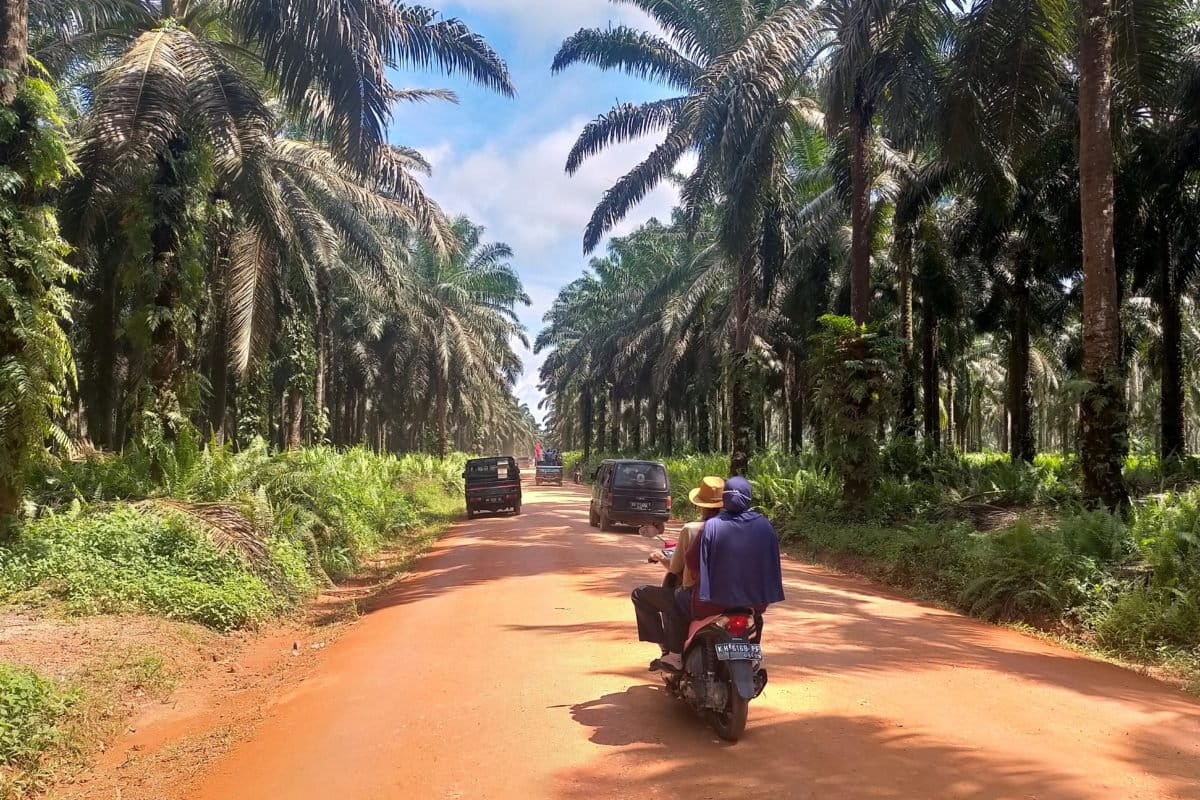 Kebun sawit PT Tapian Nadenggan , Foto: Budi Baskoro/ Mongabay Indonesia