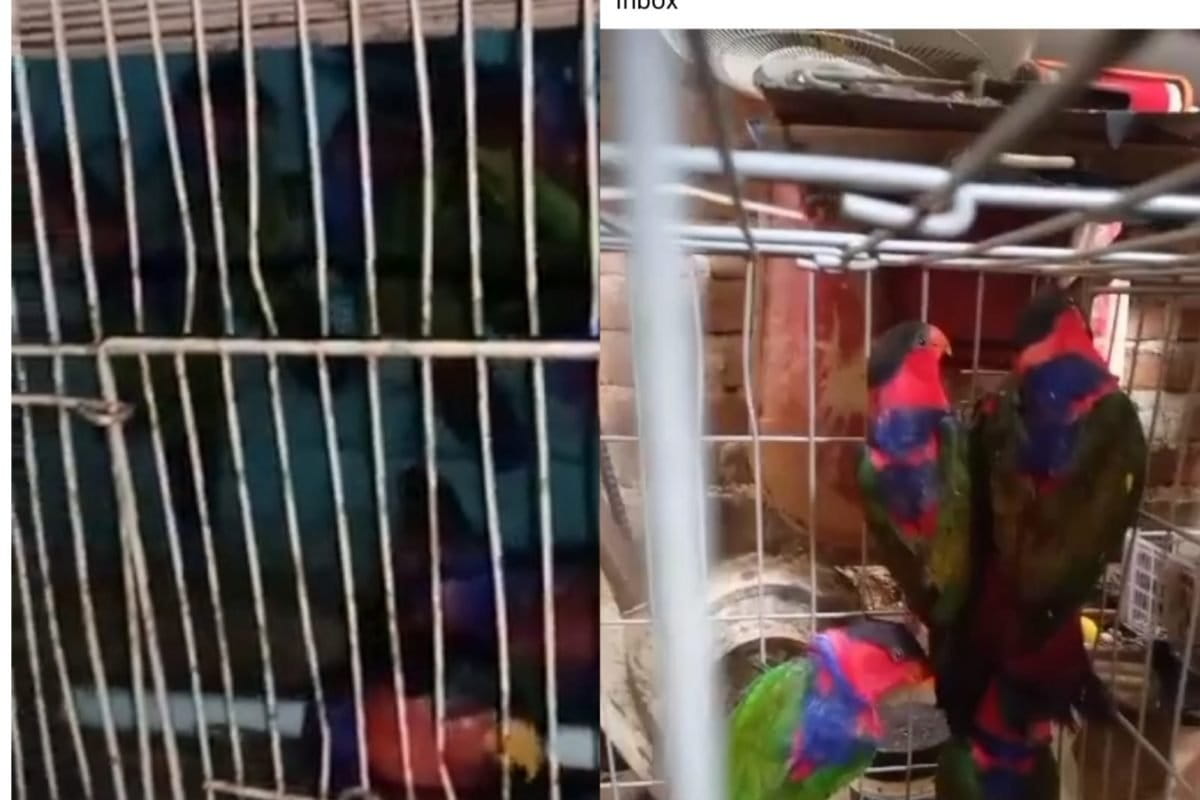 Akun di Facebook yang menawarkan paruh bengkok dari Papua. Foto: tangkapan layar Facebook