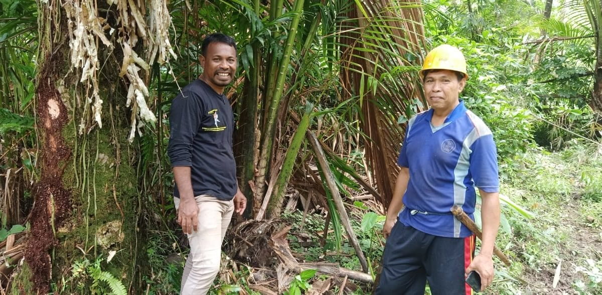 Om Nyong (berhelem kuning) saat memeriksa batang sagu siap panen. Foto: M Ichi/ Mongabay Indonesia