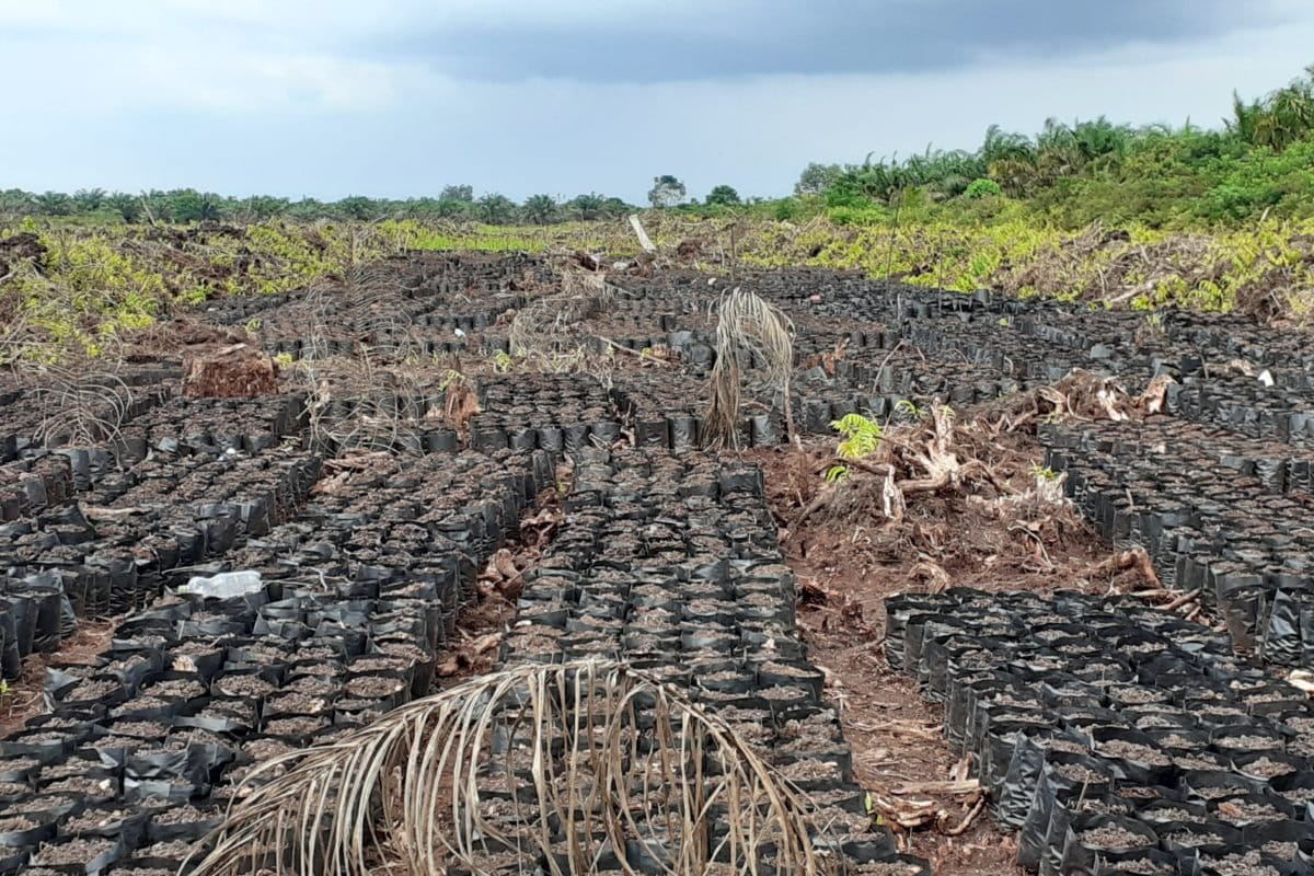 Pembibitan sawit? Foto: Suryadi/ Mongabay Indonesia