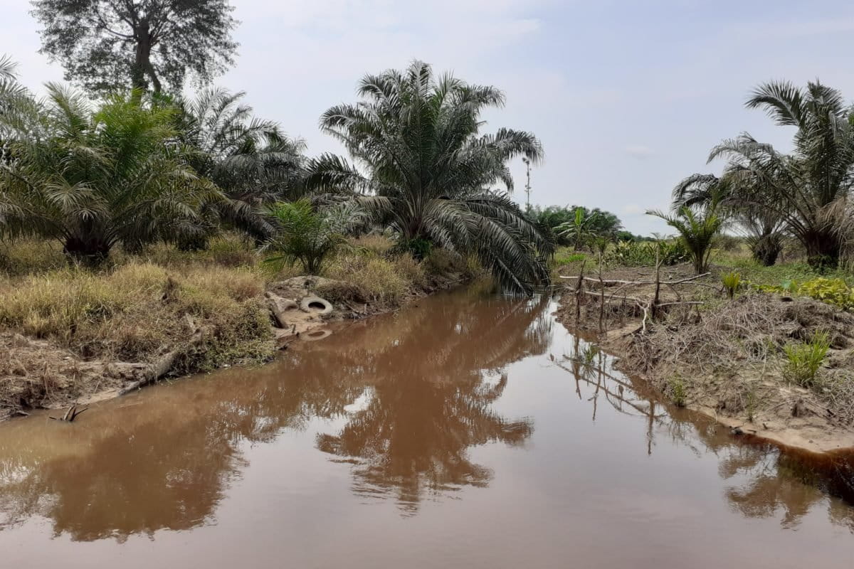 Tanaman sawit di antara lahan bekas bakar. Foto: Suryadi/ Mongabay Indonesia