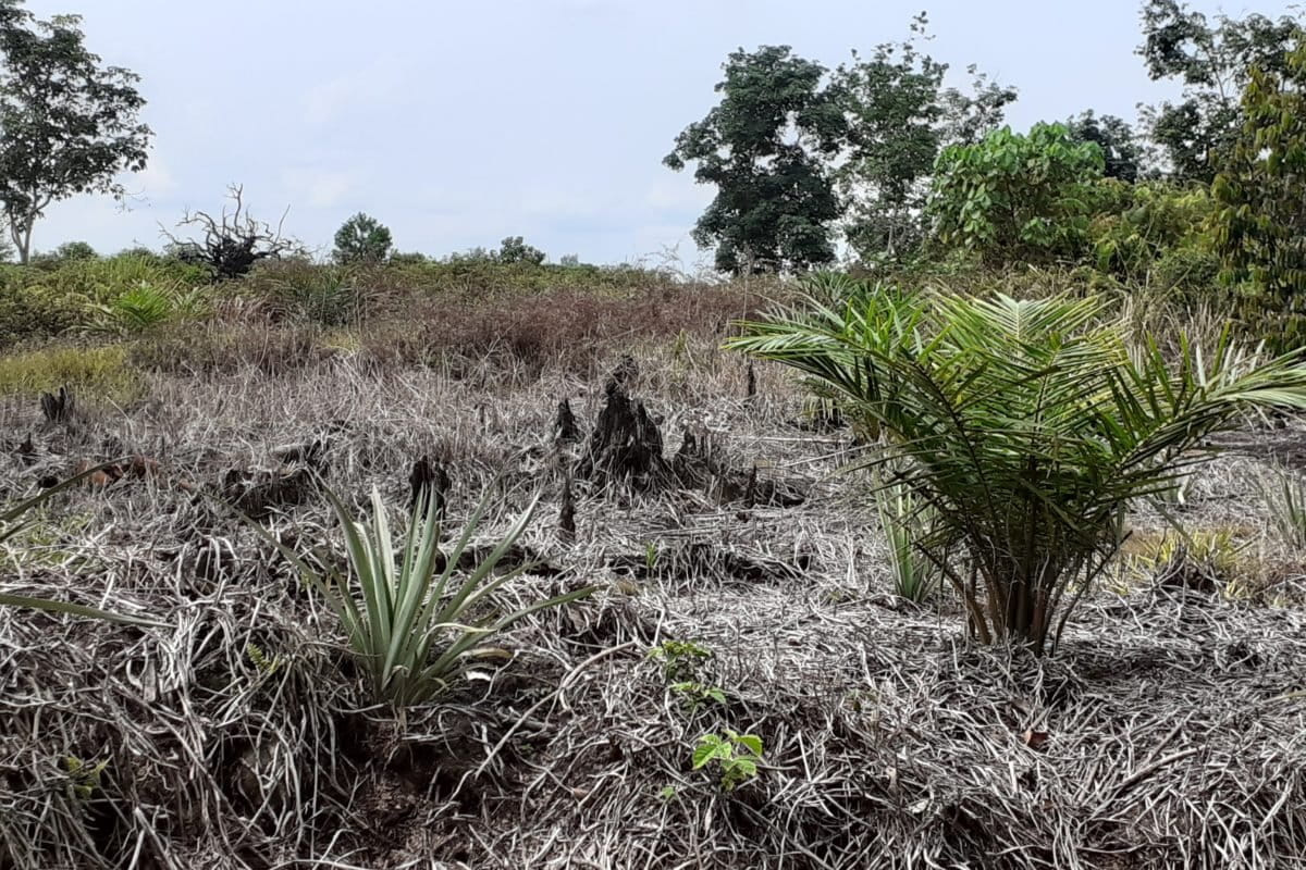 Tanaman sawit di antara lahan bekas bakar. Foto: Suryadi/ Mongabay Indonesia