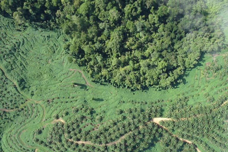 Kebun sawit perusahaan PT Pasangkayu. Foto: Sarjan Lahay/ Mongabay Indonesia