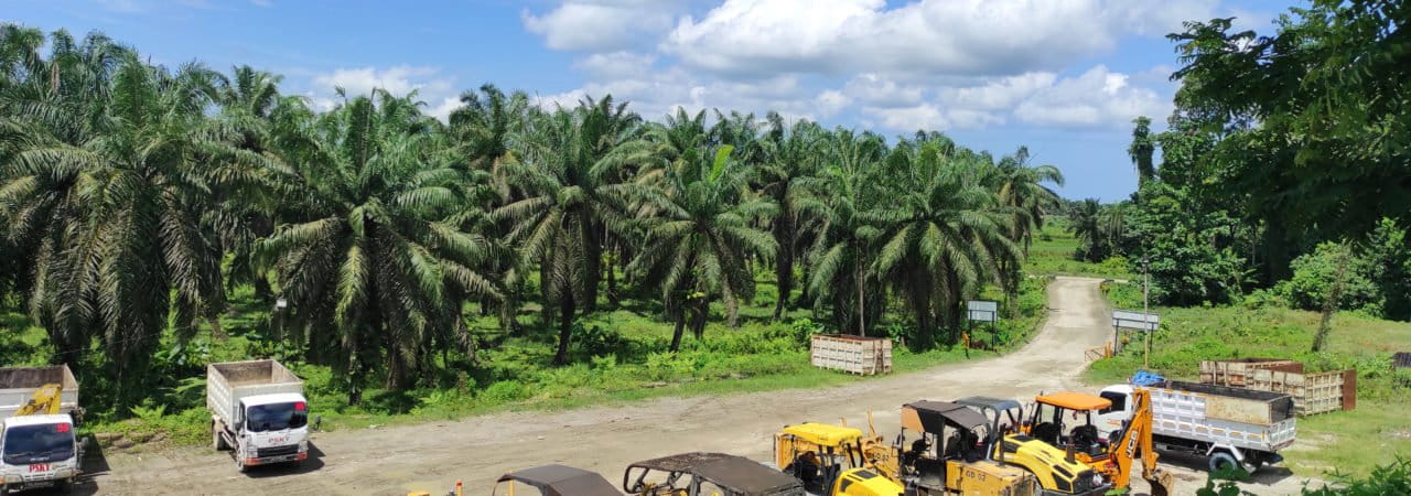 Kebun sawit PT Pasangkayu. Foto: Sarjan Lahay/ Mongabay Indonesia