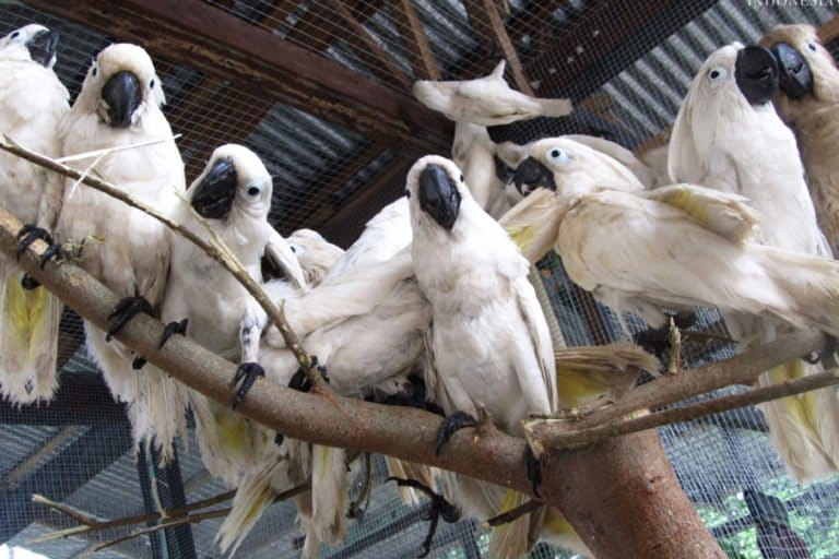 Kakatua putih. Foto: Burung Indonesia