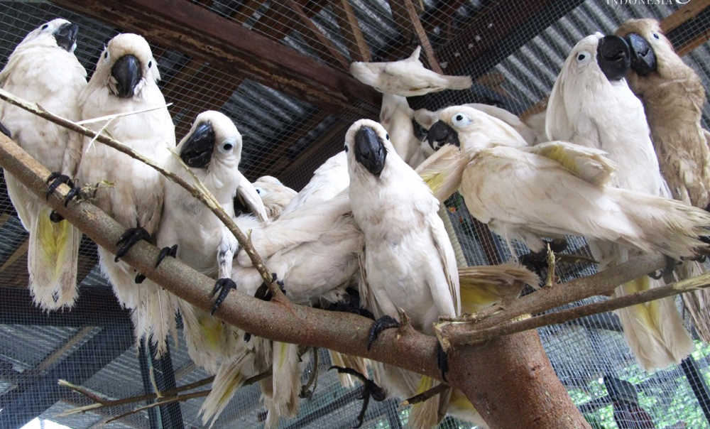 Kakatua putih. Foto: Burung Indonesia