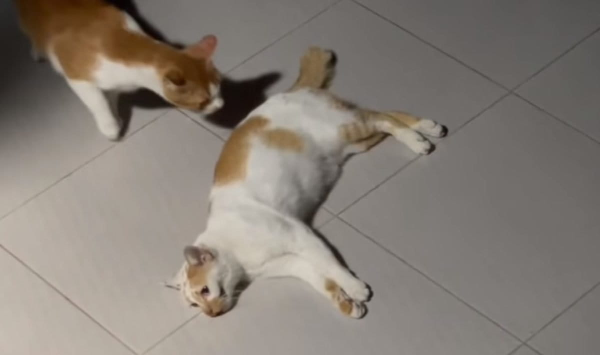 Beberapa waktu ini, banyak temuan kucing disiksa di beberapa daerah. Foto: Eko Widoanto/ Mongabay Indonesia