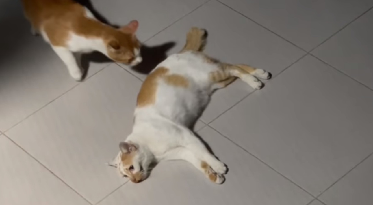 Beberapa waktu ini, banyak temuan kucing disiksa di beberapa daerah. Foto: Eko Widoanto/ Mongabay Indonesia