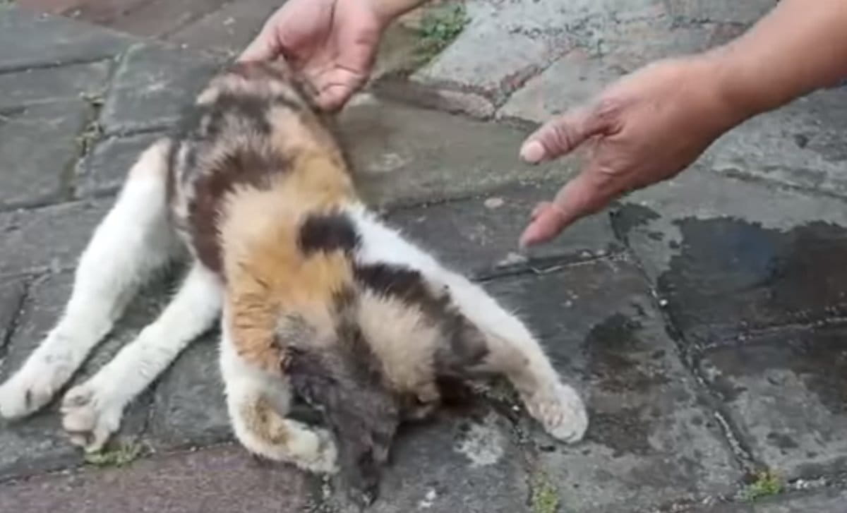 Kucing yang ditemukan lemas di Kota Malang, diduga kena racun. Foto: Eko Widianto/ Mongabay Indonesia