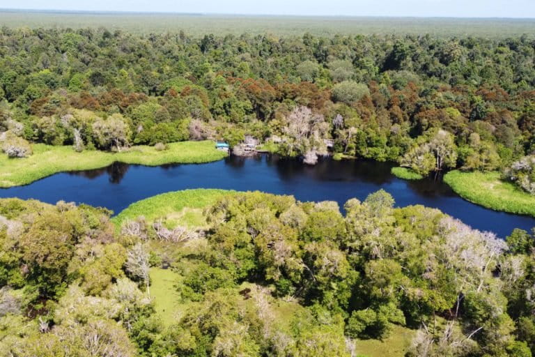 Hutan alam dan gambut Kerumutan. Foto: Perkumpulan Elang