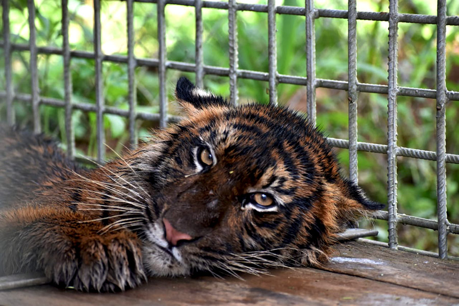 Putri Singgulung. Foto: Vinolia/ Mongabay Indonesia