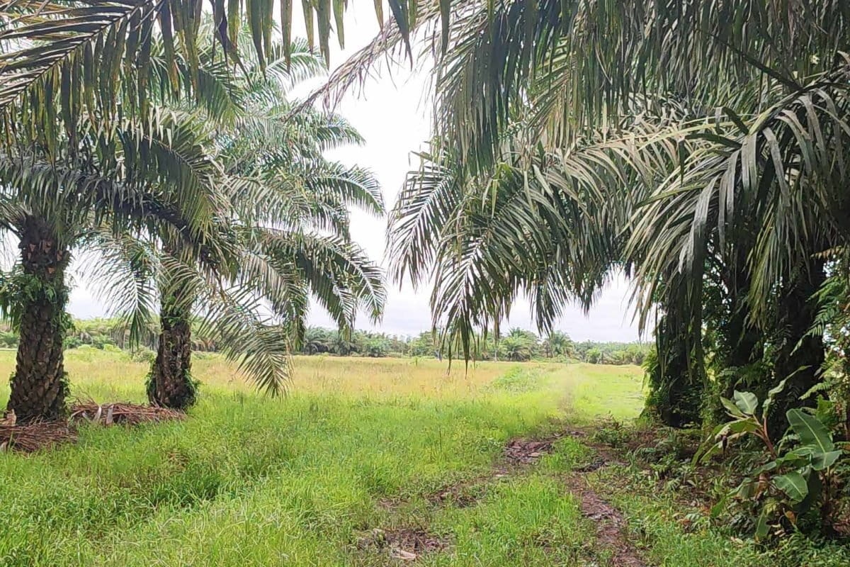 Lahan-lahan sawah di Kecamatan Babulu, PPU, perlahan-lahan jadi kebun sawit. Centra pangan pun terancam. Foto: Abdalla Naem/ Mongabay Indonesia 