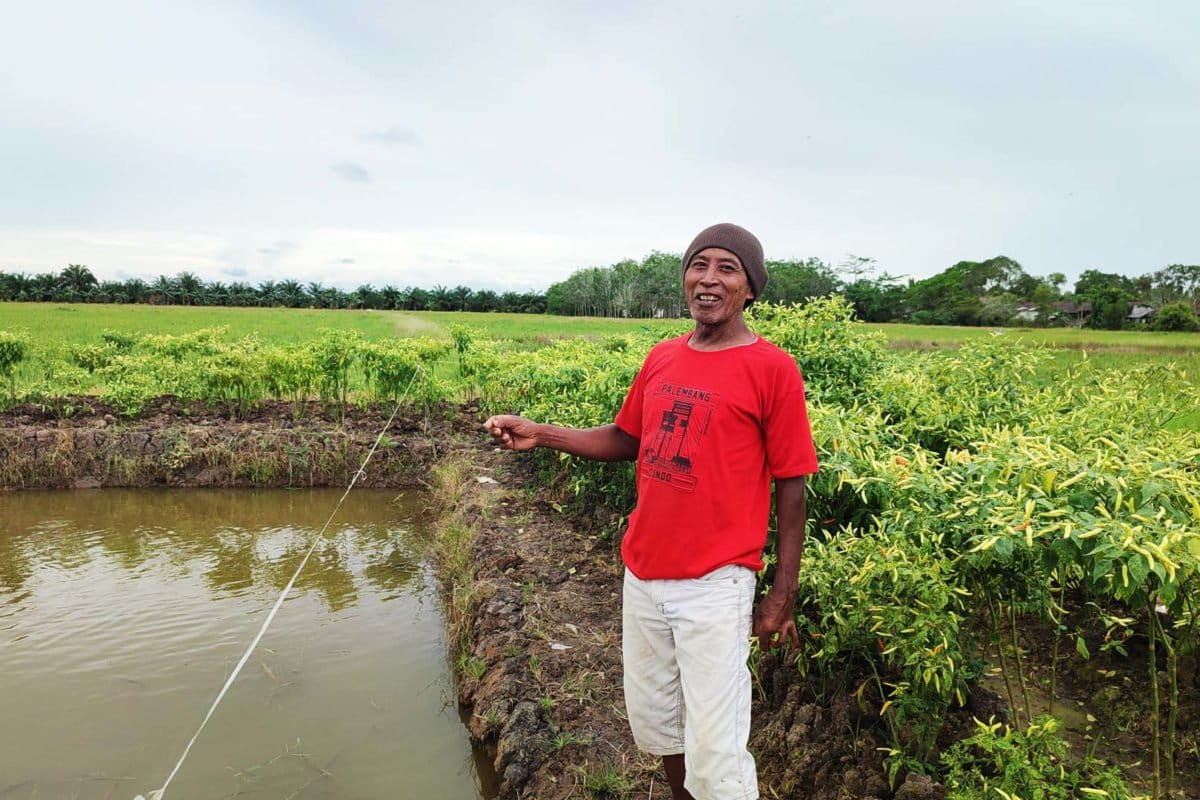 Perpaduan padi, Lombok dan Kolam Ikan. Foto: Abdallah Naem/Mongabay Indonesia. 