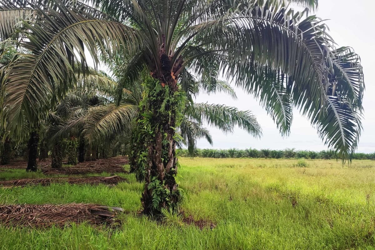 Lahan-lahan sawah di Kecamatan Babulu, PPU, perlahan-lahan jadi kebun sawit. Centra pangan pun terancam. Foto: Abdalla Naem/ Mongabay Indonesia