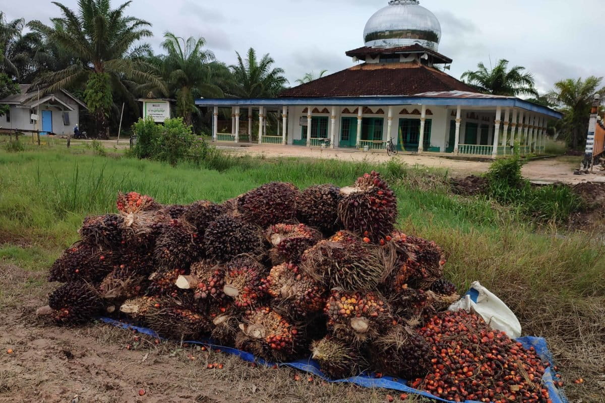 Hasil panen petani sawit. Sebelumnya, kebun sawit petani itu adalah lahan sawah. Foto: Abdallah naem/ Mongabay Indonesia