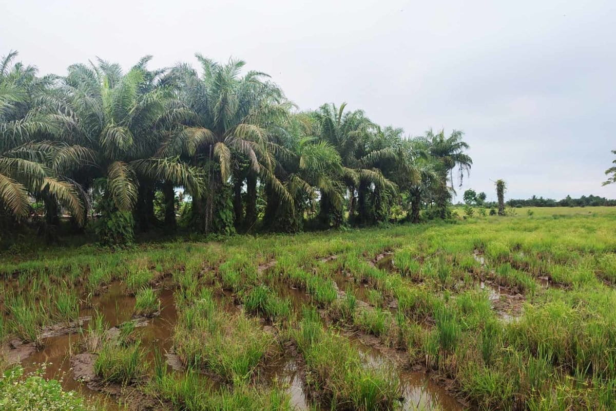 Kebun petani padi berangjadi kebun sawit? Foto: Abdallah Naem./ Mongabay Indonesia 