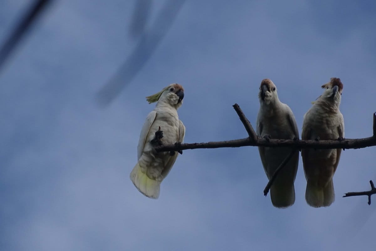 Keluarga kakatua kecil jambul kuning. Foto: M Tamimi/ Mongabay Indonesia