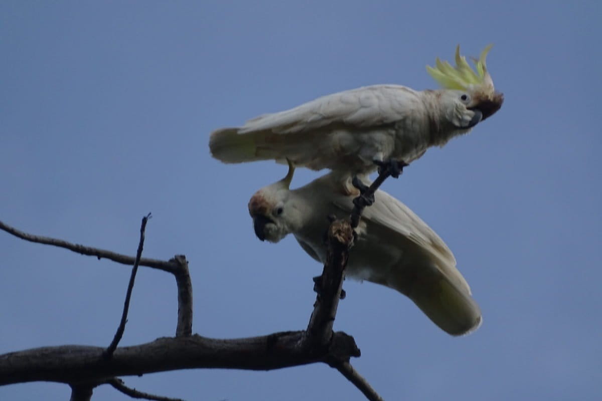 Sepasang kakatua kecil jambul kuning sedang santai. Foto: M Tamimi/ Mongabay Indonesia