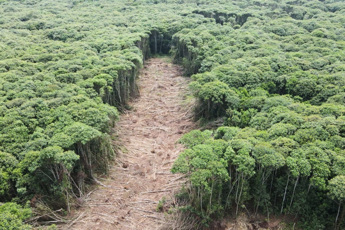 Tutupan hutan di Pulau Mendol, yang masuk izin PT TUM. Foto: Suryadi/ Mongabay Indonesia