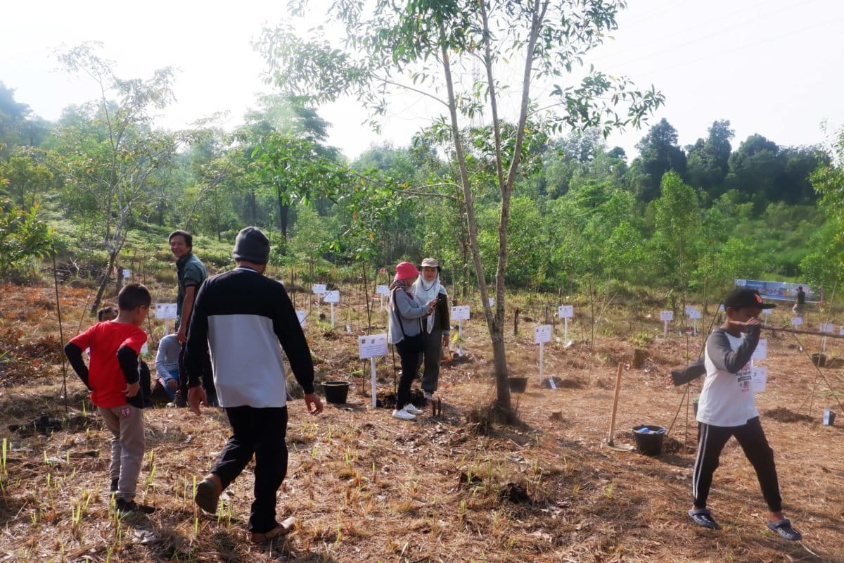 Hutan di ota Batam, yang terbabat, mulai ditanami. Foto: Yogi Eka Sahputra/ Mongabay Indonesia
